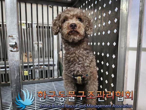 푸들 이미지 파일 입니다.